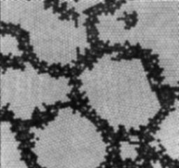 Microsc